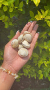 Money shell